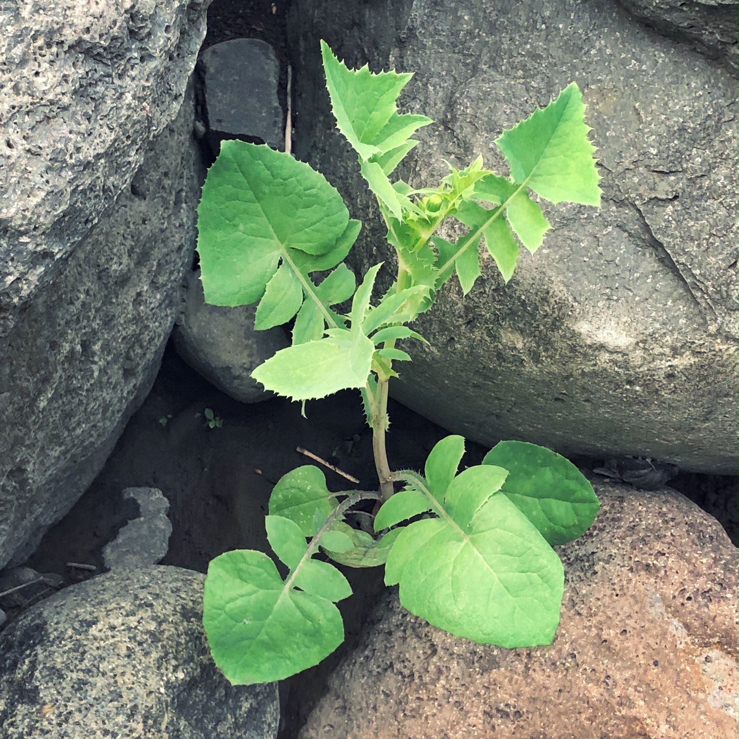 sow thistle (sonchus oleraceus) growing in iao valley