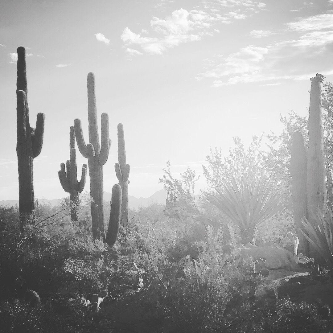 sonoran desert saguaros