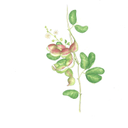 opiuma illustration opiuma-pithecellobium dulce-manila tamarind-foraging-hawaii-maui-wild vegetable