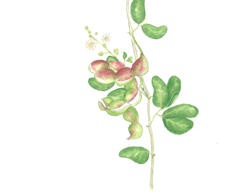 opiuma-pithecellobium dulce-manila tamarind-foraging-hawaii-maui-wild vegetable
