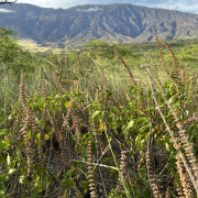 wild basil wildbiome hawaii wild basil wildbiome hawaii