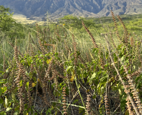 wild basil wildbiome hawaii
